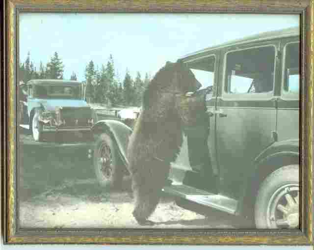 29_nash-bear-t.jpg - 15755 Bytes